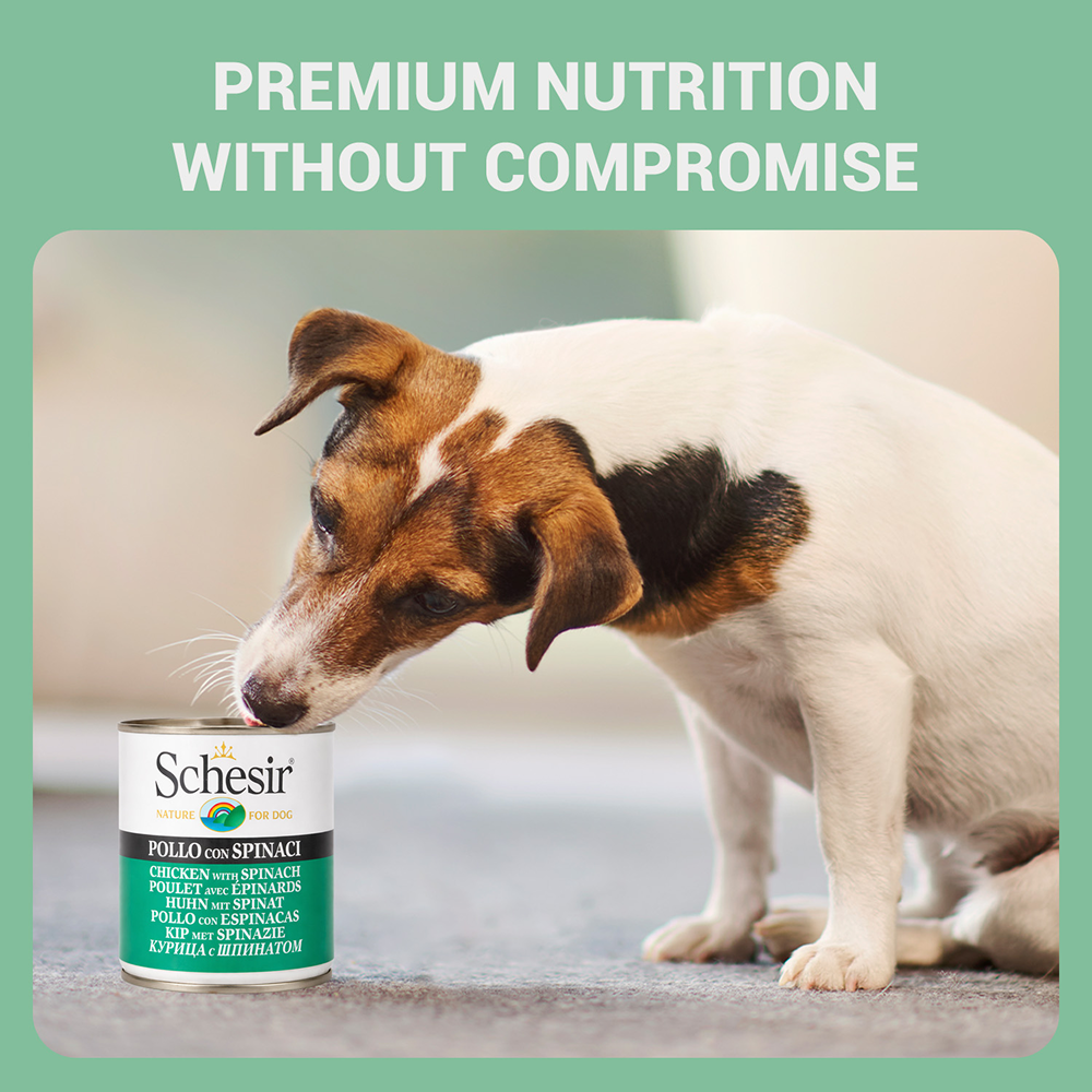 Schesir Chicken & Rice with Spinach in Jelly Dog Wet Food