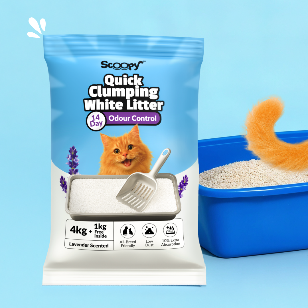 Scoopy Cat Litter | Lavender Scented | Quick Clumping | 100% Natural Bentonite White Sand (Buy 1 Get 1)
