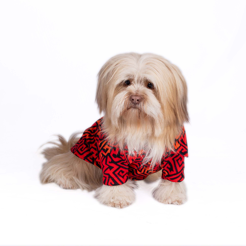 Pets Way Sunriders Hyderabad IPL Jersey for Dogs and Cats (Orange/Black)| Indian Pet League