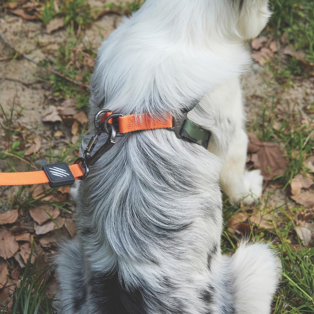 M Pets Wild Jungle Control Leash for Dogs