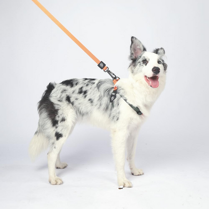 M Pets Wild Jungle Control Leash for Dogs