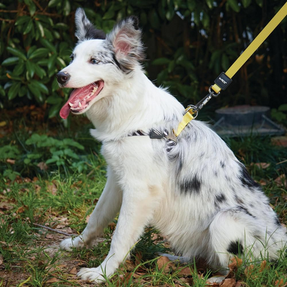 M Pets Wild Safari Control Leash for Dogs