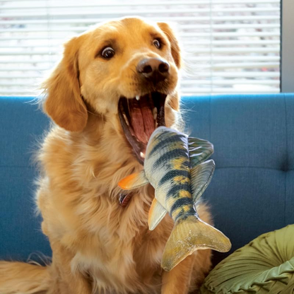 Kong Wild Shieldz Perch Toy for Dogs (Multicolour)