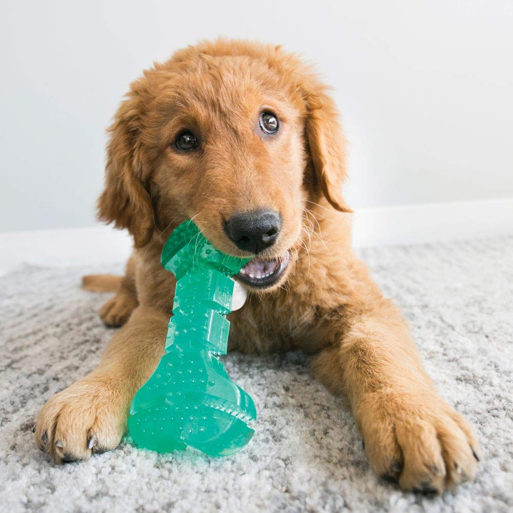 Kong Squeezz Dental Stick Toy for Dogs (Green)