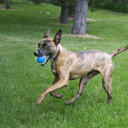 Kong SqueakAir Ultra Balls Toy for Dogs (Yellow & Blue)