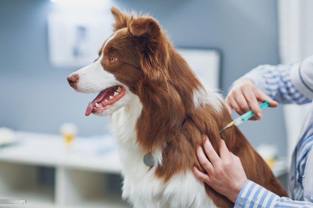 Home Vaccination