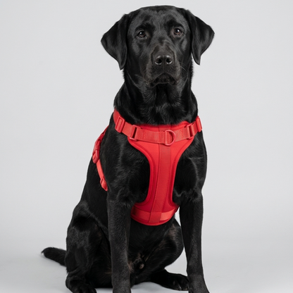 Skatrs Fully Padded Harness for Dogs (Ruby Red)