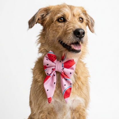 Skatrs Watermelon bowtie for Dogs and Cats