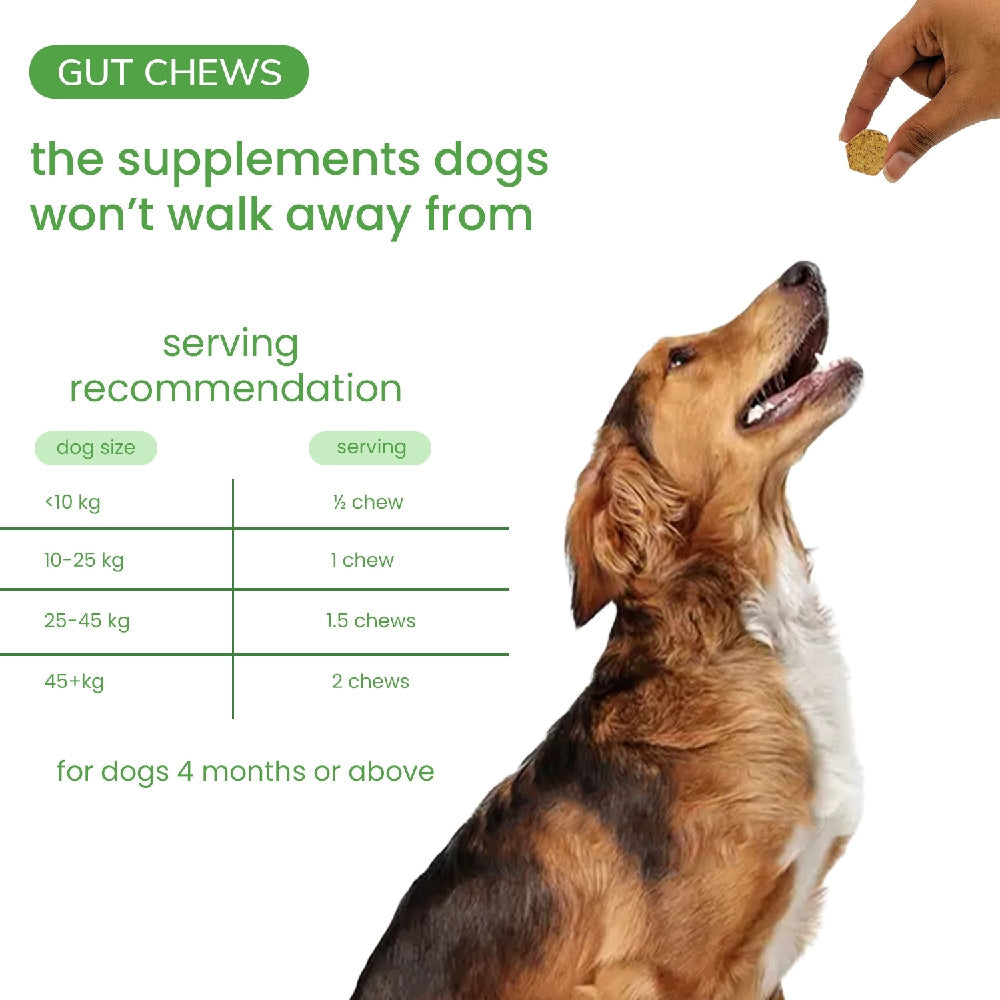 Nootie+ Digestive & Probiotic Gut Chew Supplement for Dogs